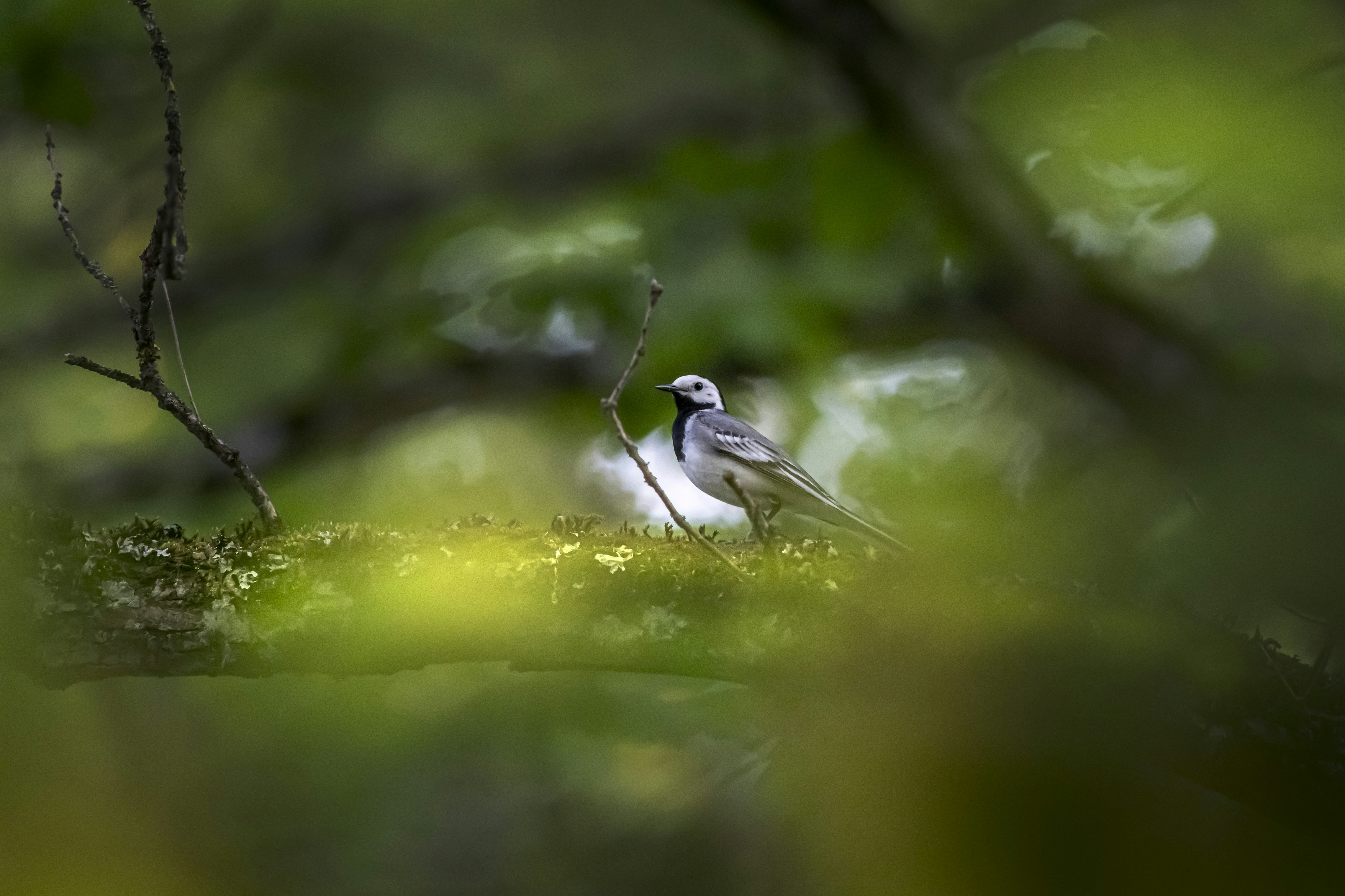 Photo by erik_karits