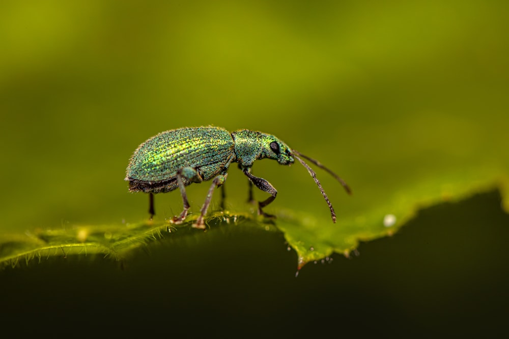 a green bug sitting on top of a green leaf