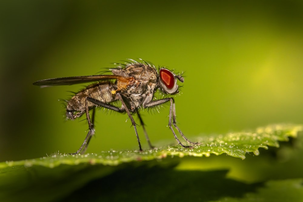 Un primer plano de una mosca en una hoja