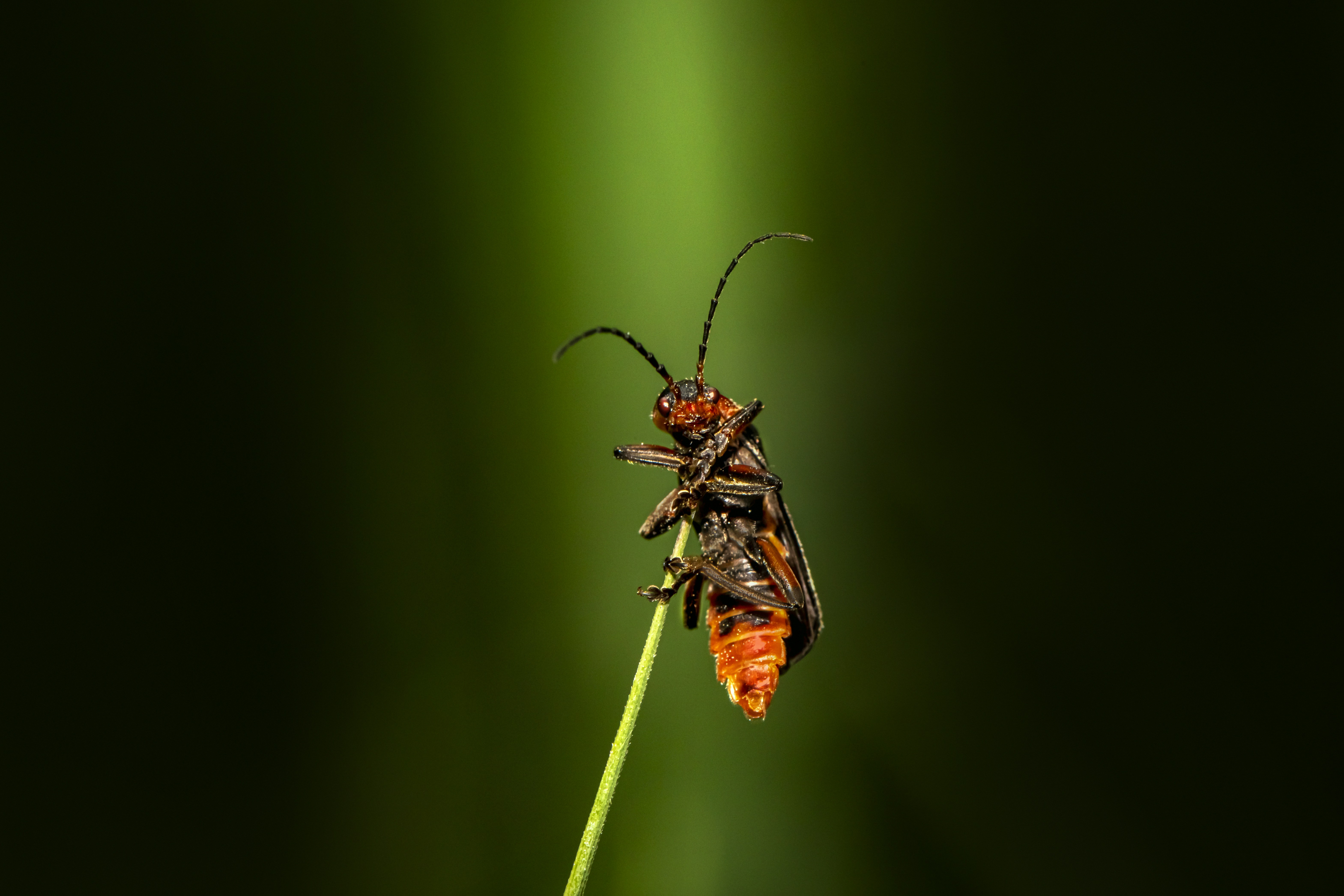 A bug sitting on top of a green plant photo – Free Kehra Image on Unsplash