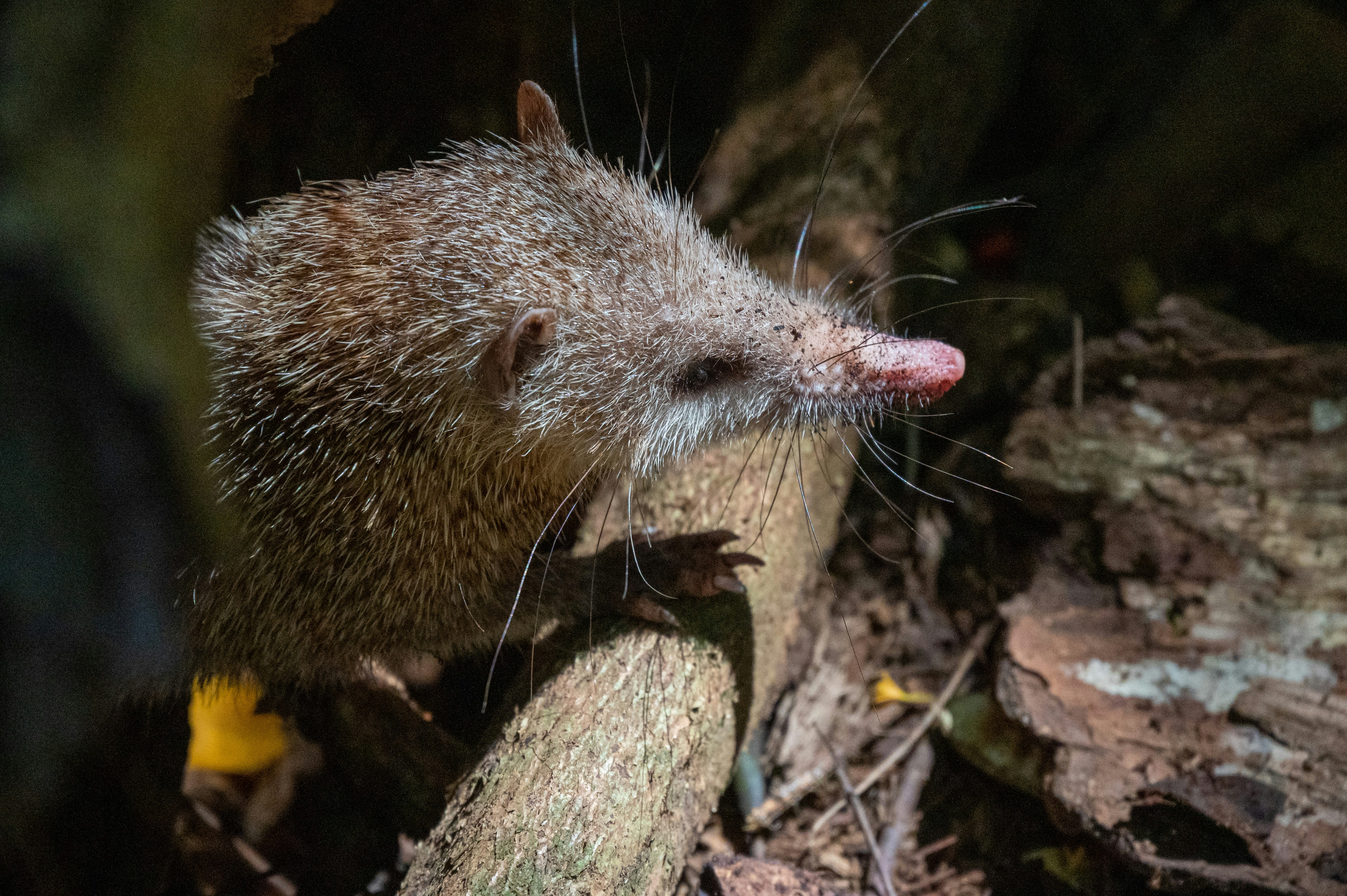 Masked Shrew