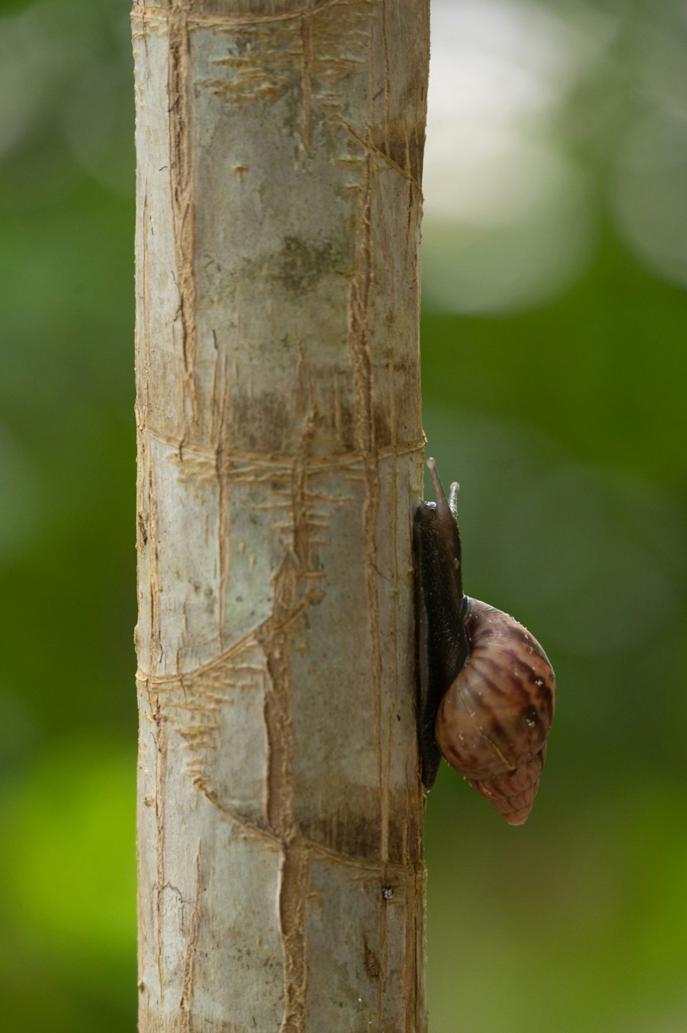 a snail crawling on the side of a tree