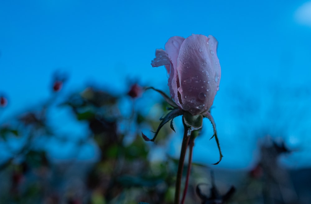 a pink flower with water droplets on it