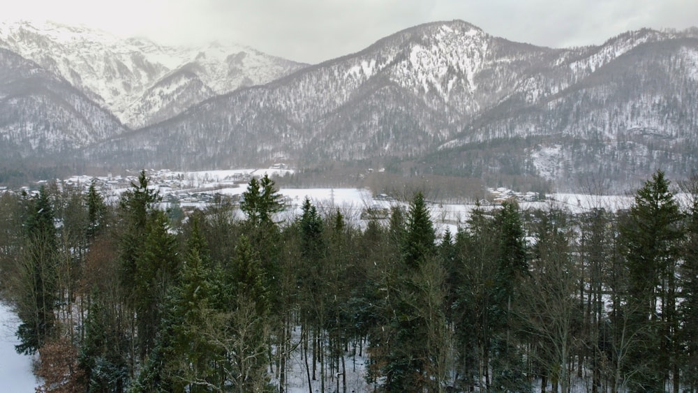 a snow covered forest with mountains in the background
