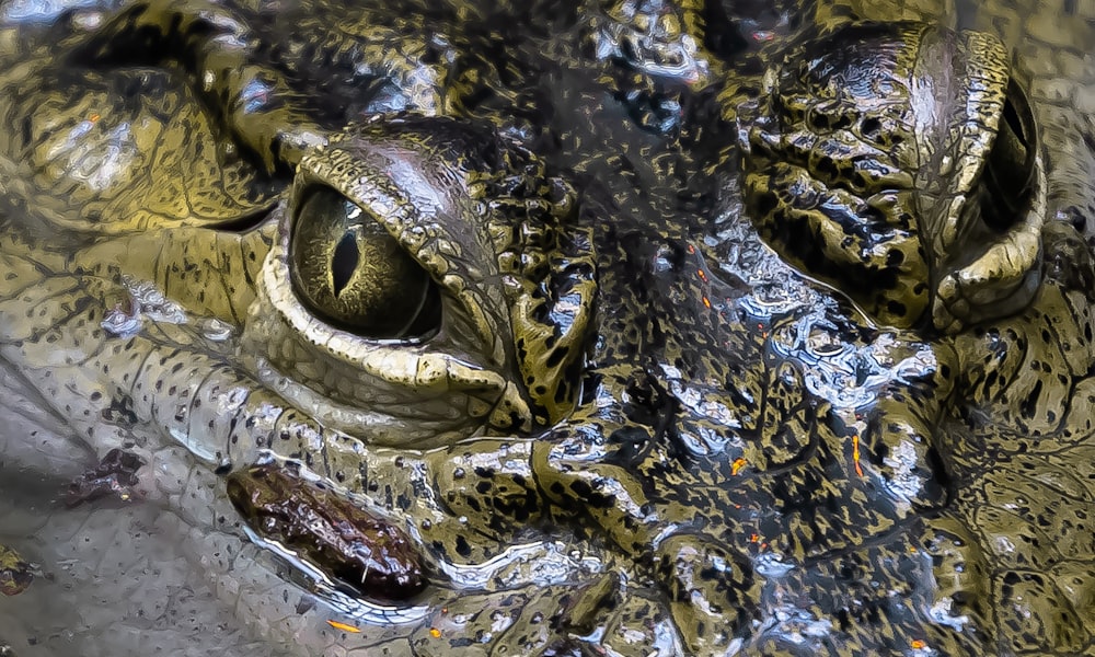 a close up of an alligator's face