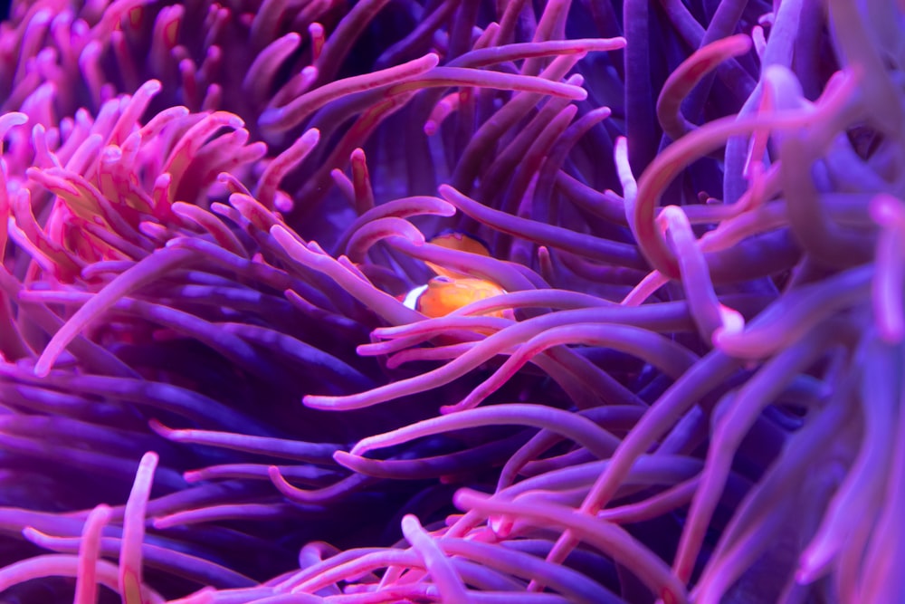 a close up of an anemone in a sea anemone