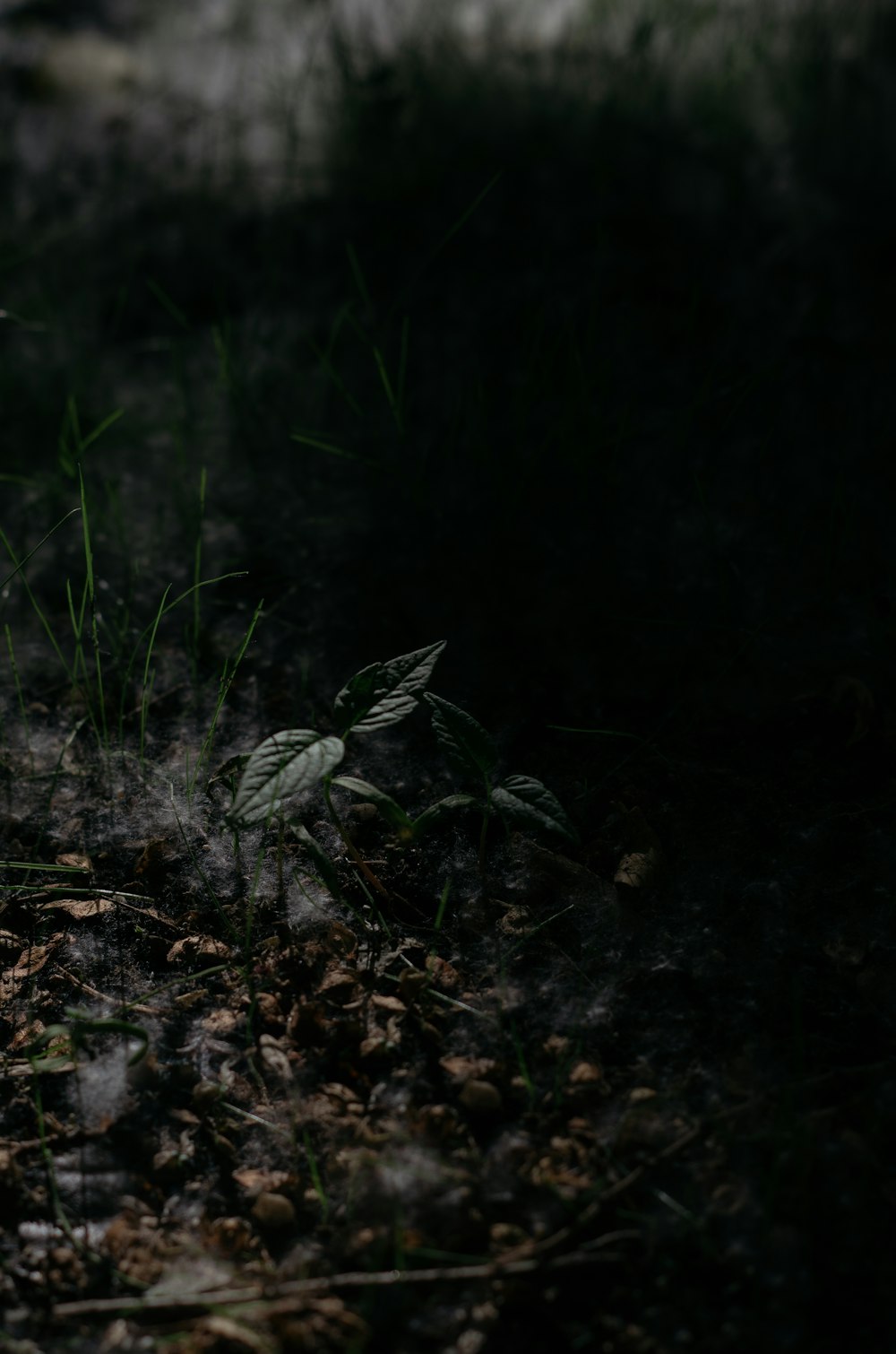 土の中の植物のクローズアップ