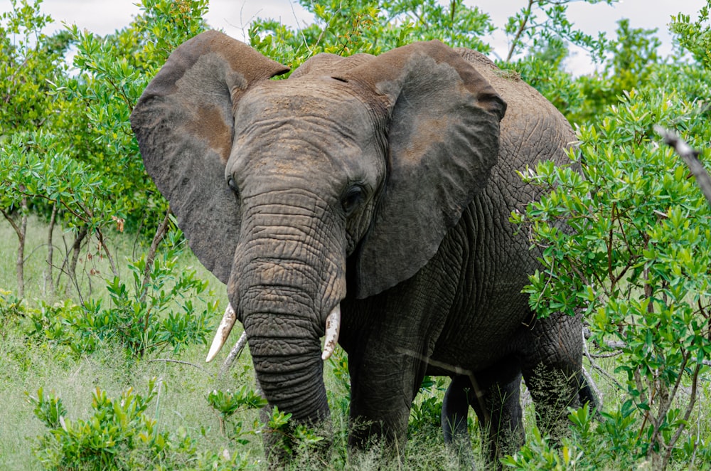 an elephant standing in a field of grass and trees