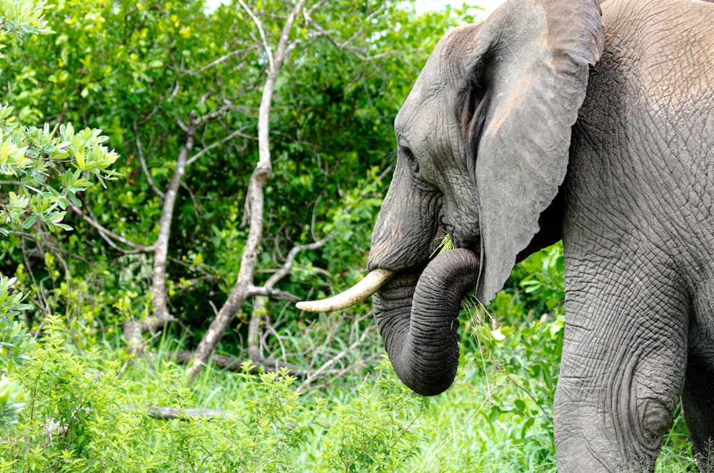 an elephant with tusks walking through a lush green forest