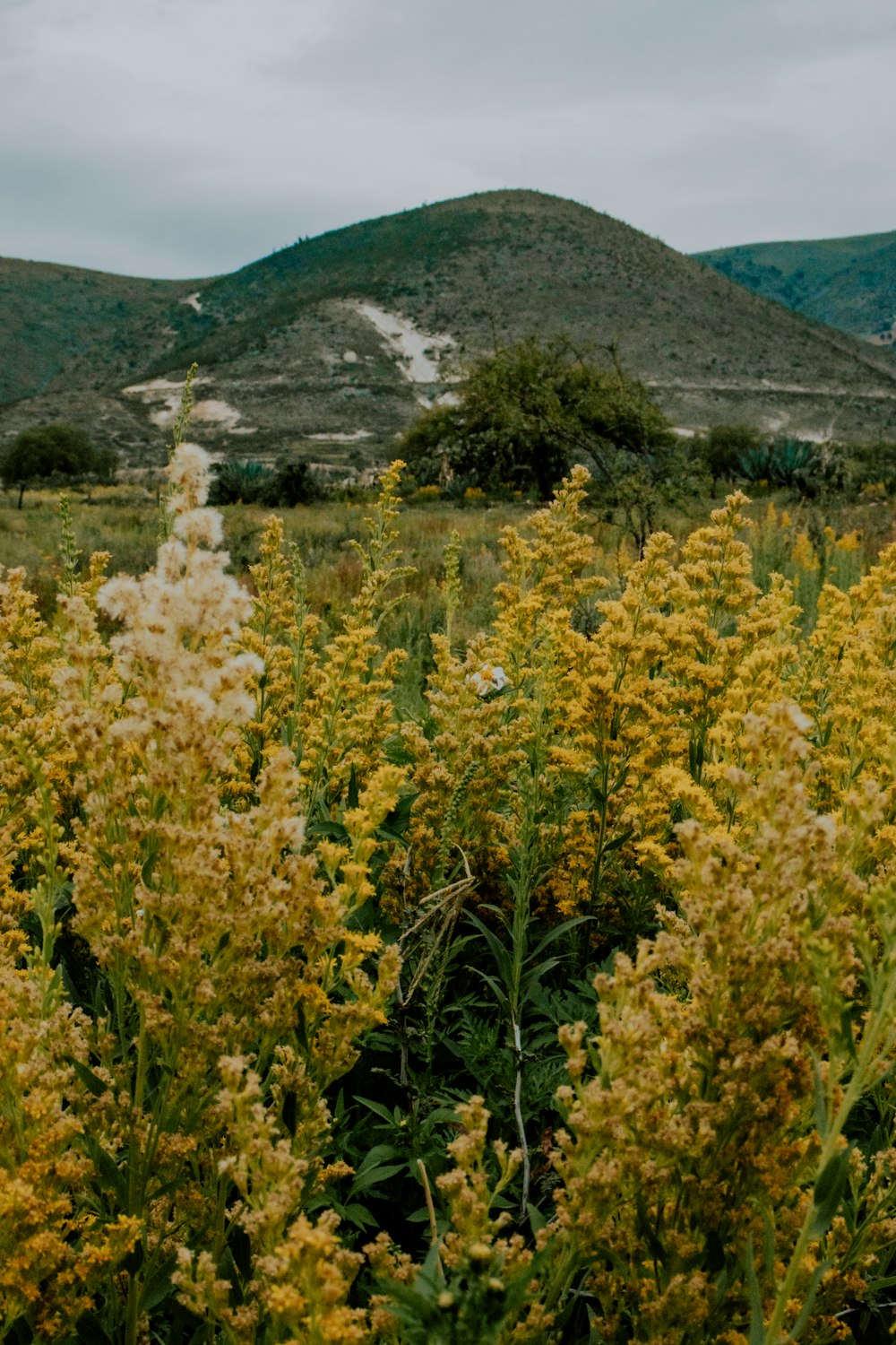 a field of yellow flowers with a mountain in the background