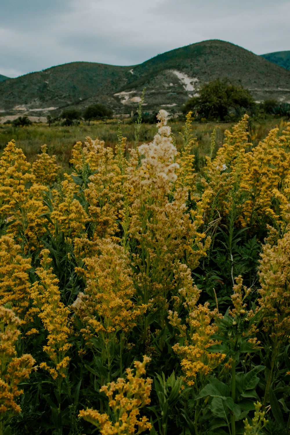 a field of yellow flowers with a mountain in the background