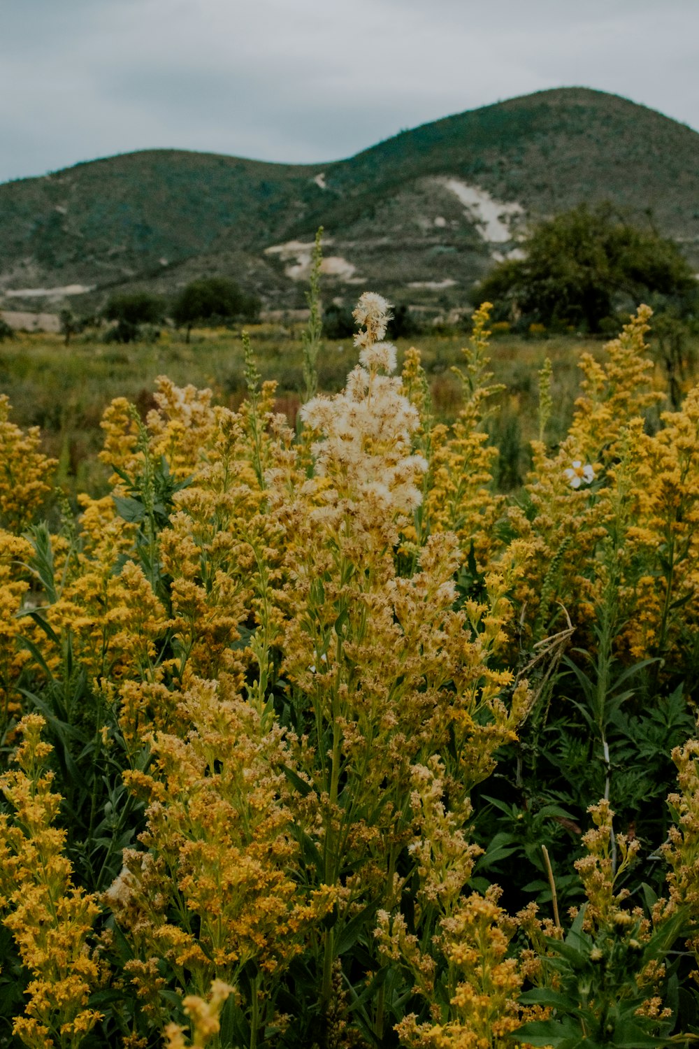 a field of yellow flowers with a mountain in the background