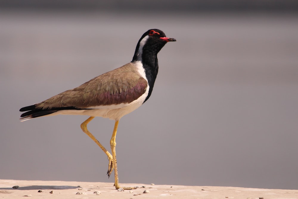 a bird standing on a beach next to a body of water