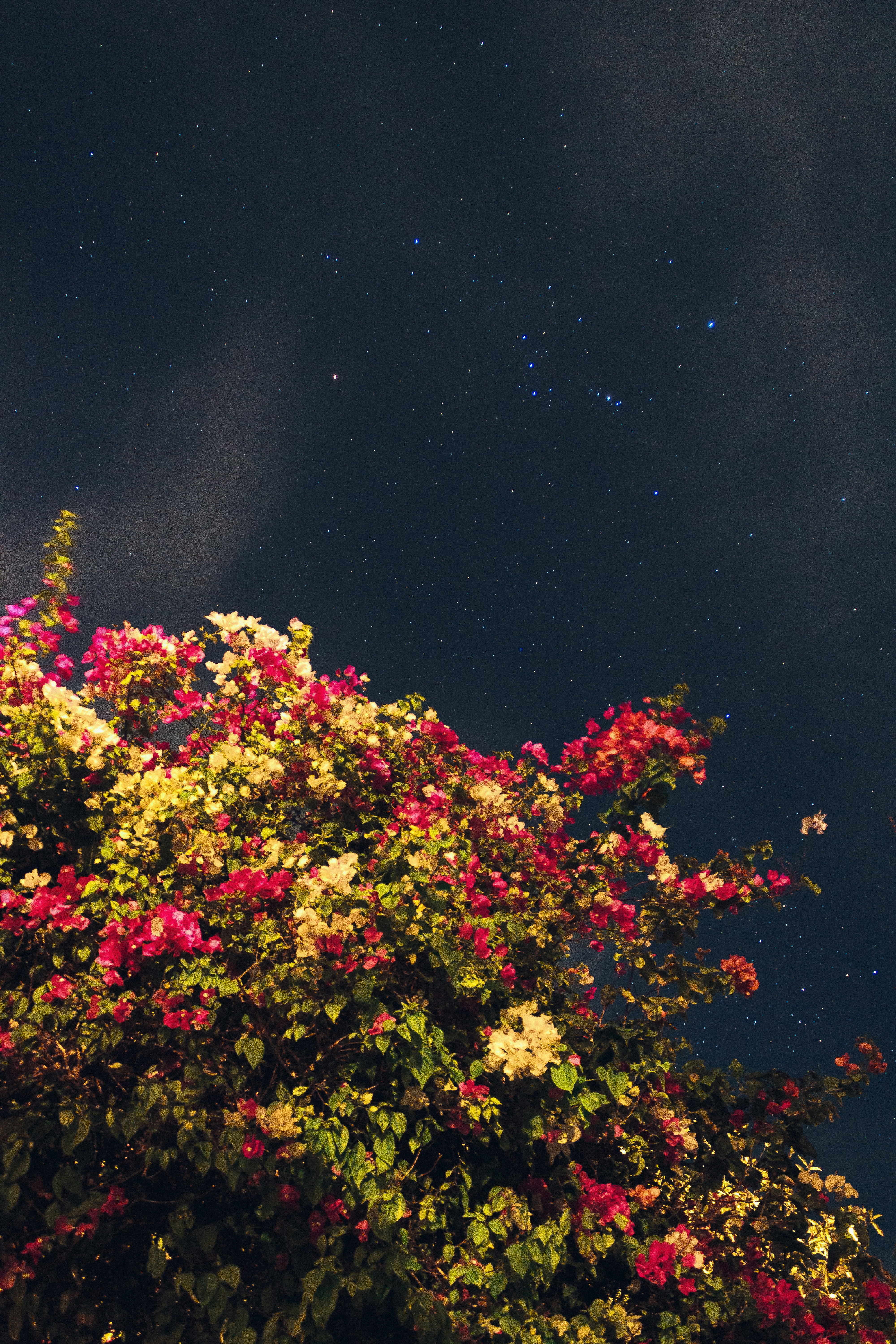 Nocturnal pollinators and flower signals