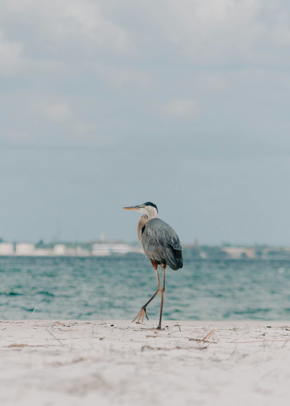 a bird is standing on the sand near the water