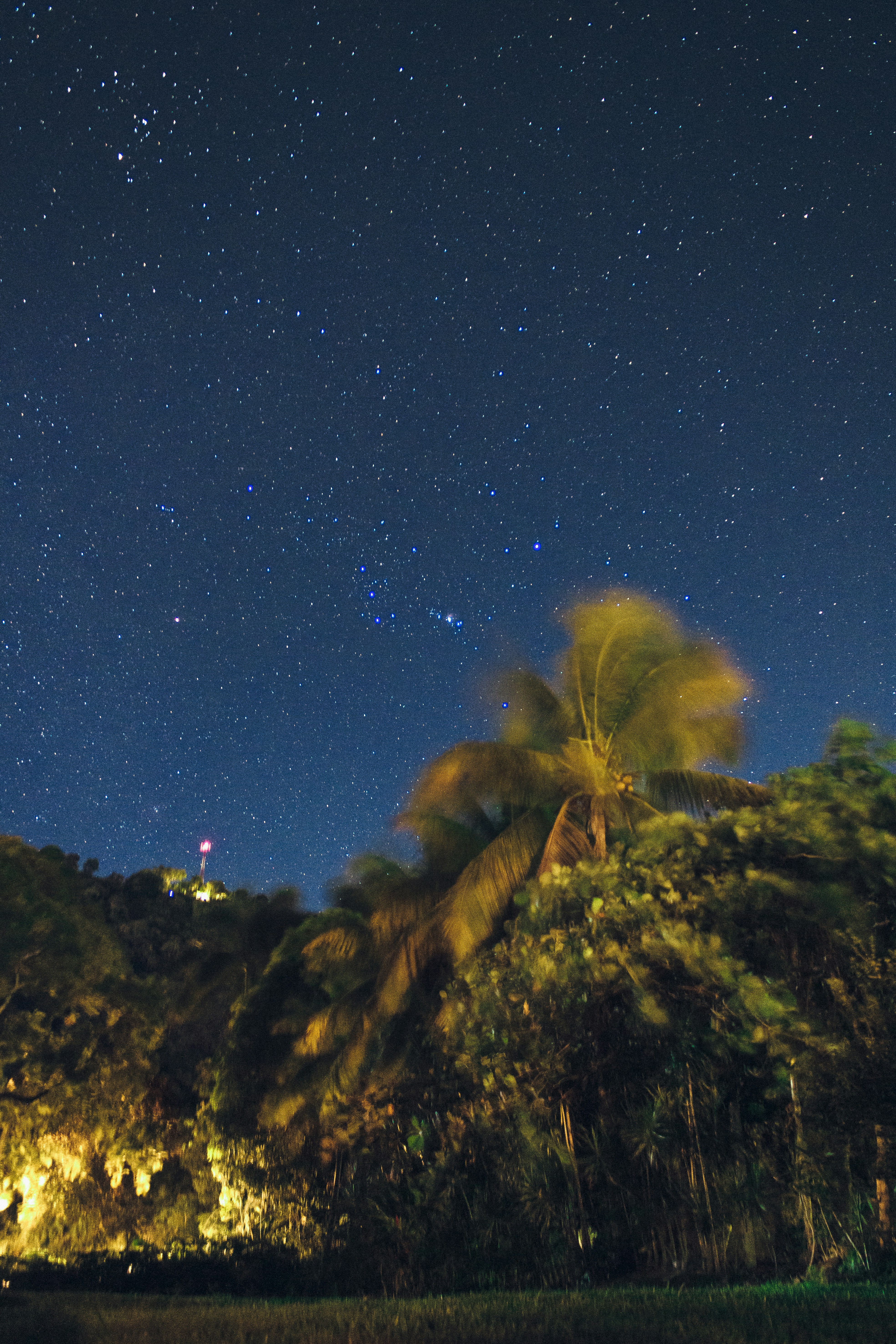 The night sky is full of stars and palm trees photo – Free Nature Image ...