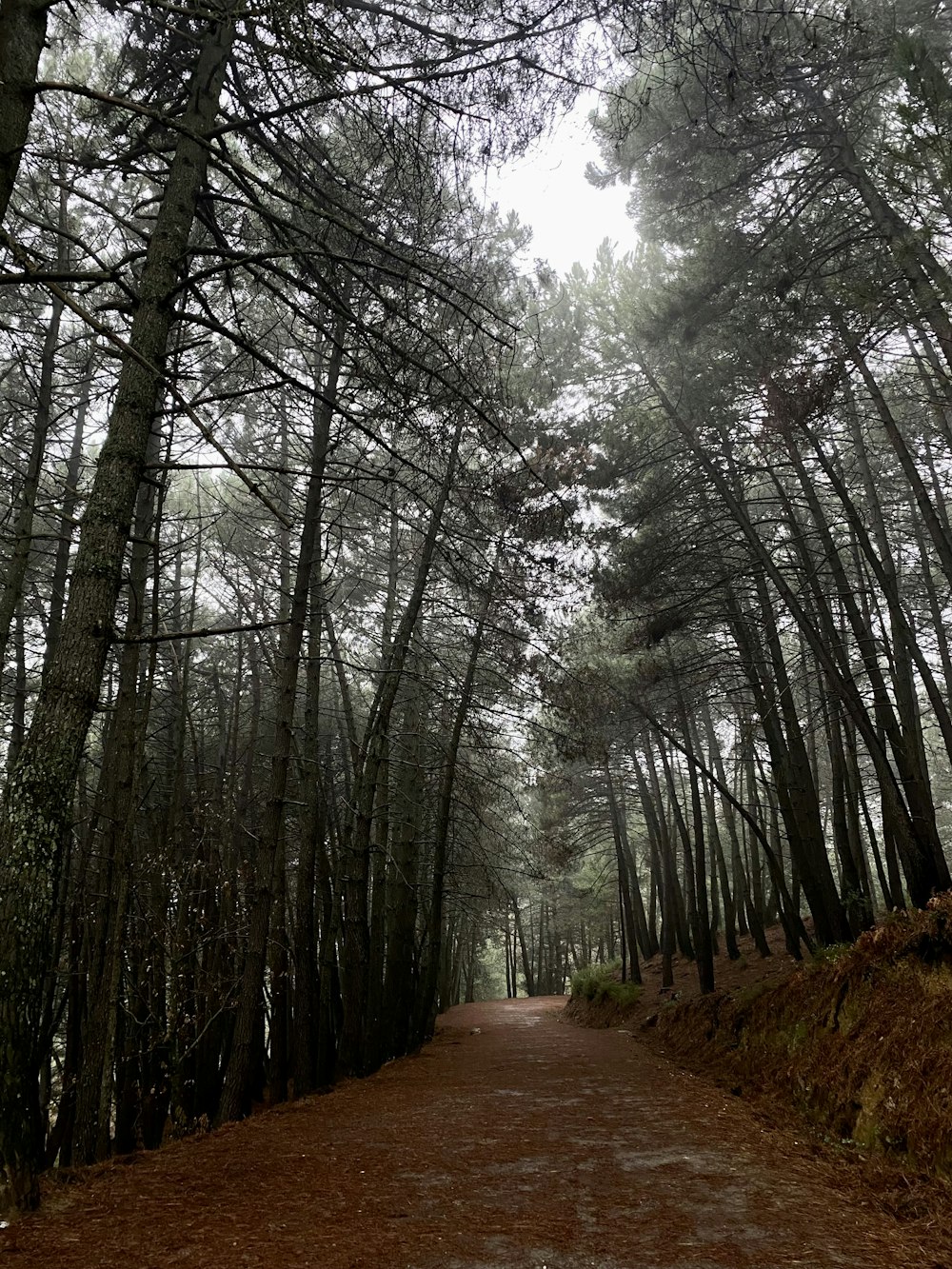 Una strada sterrata in mezzo a un bosco