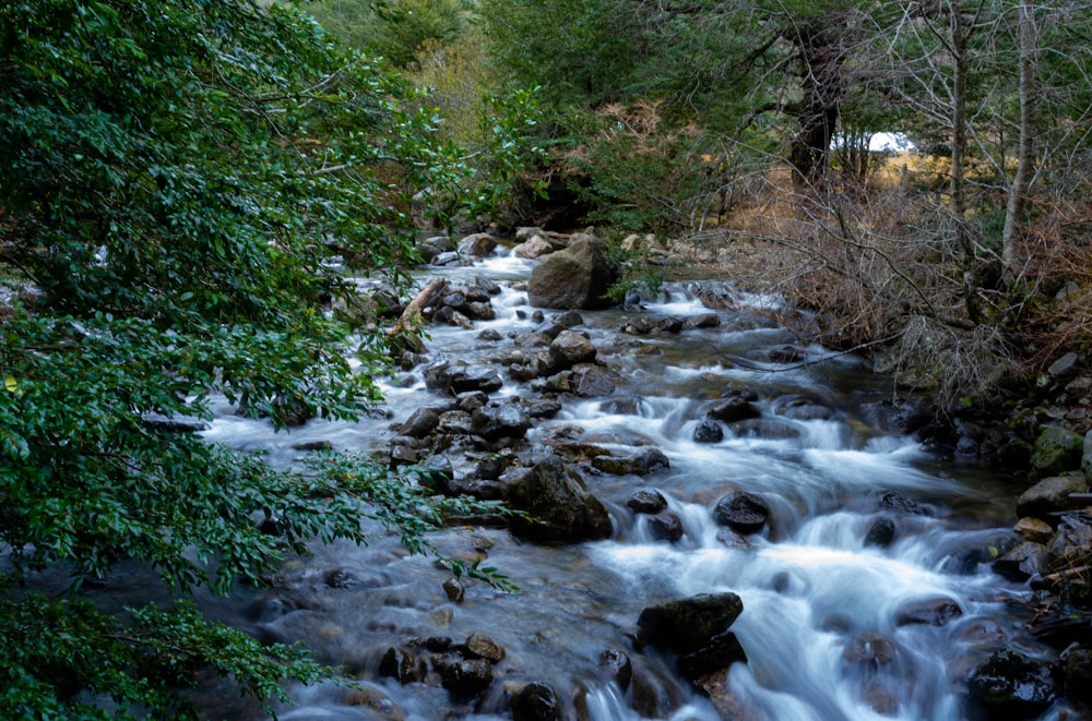 a stream running through a lush green forest