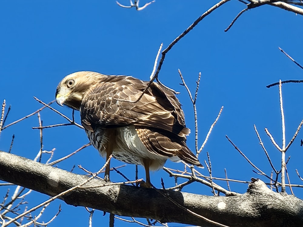 a bird perched on a branch of a tree