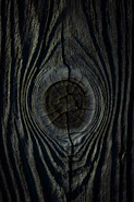 a close up of a tree trunk with a hole in it