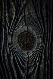 a close up of a tree trunk with a hole in it