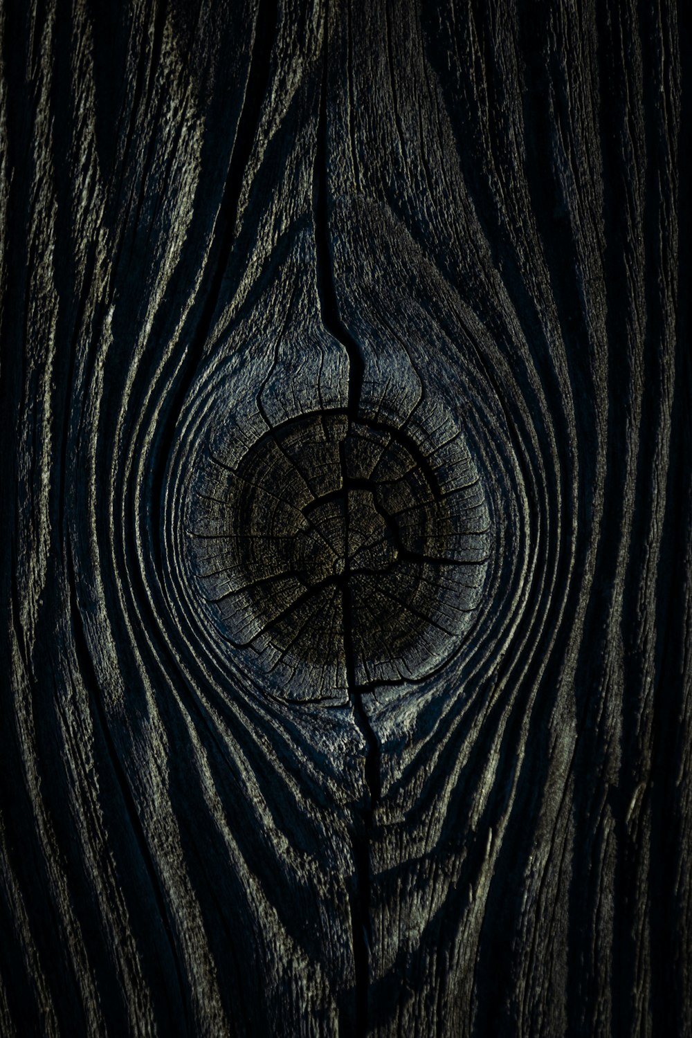 a close up of a tree trunk with a hole in it