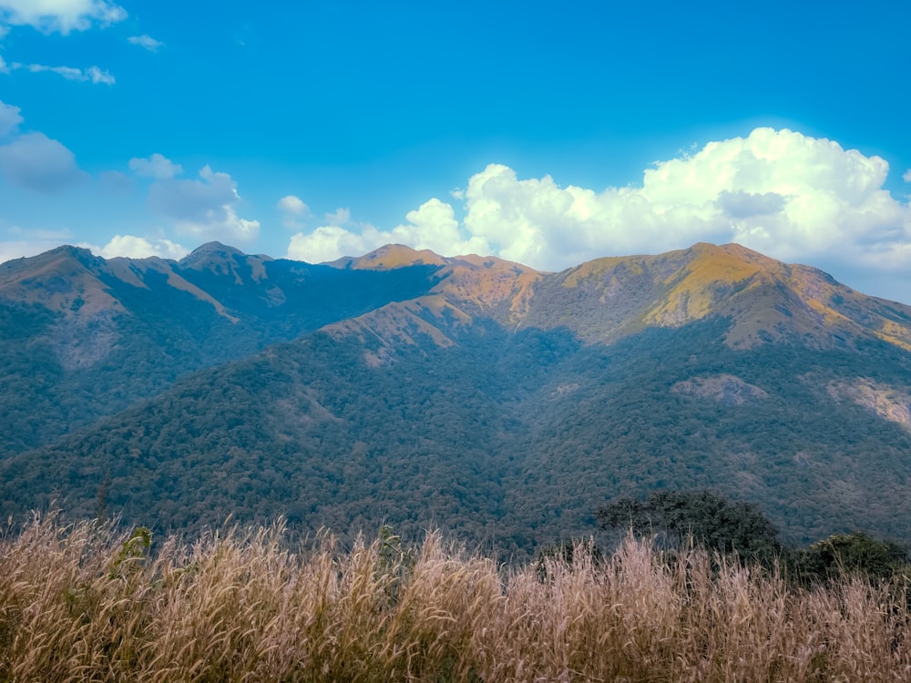 a view of a mountain range from a grassy field