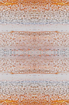 Microscopic view of cells arranged in a Penrose tiling pattern.