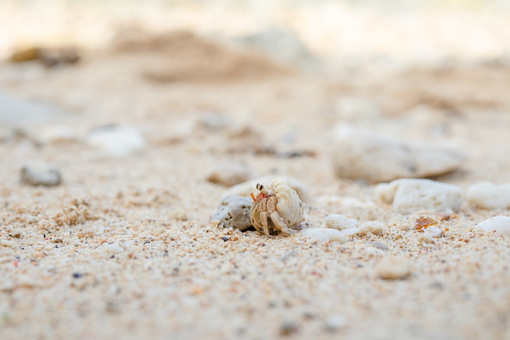 a close up of a small crab on a sandy beach