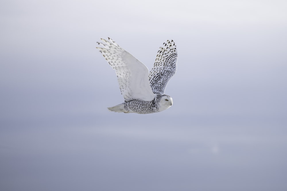 a white owl flying through a cloudy sky