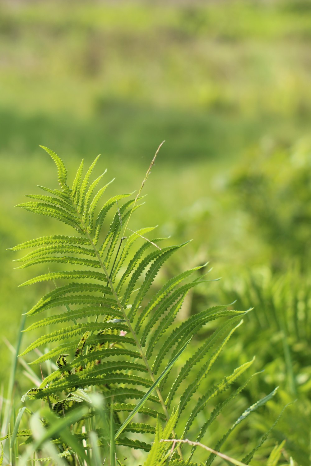 a close up of a green plant in a field