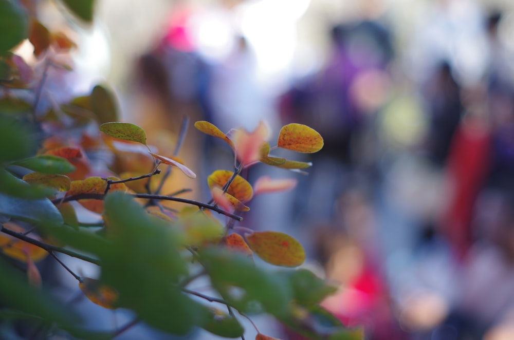 a blurry photo of a plant with yellow leaves