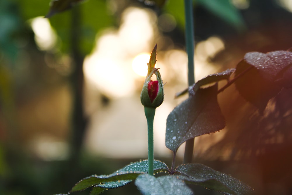 a flower bud with water droplets on it