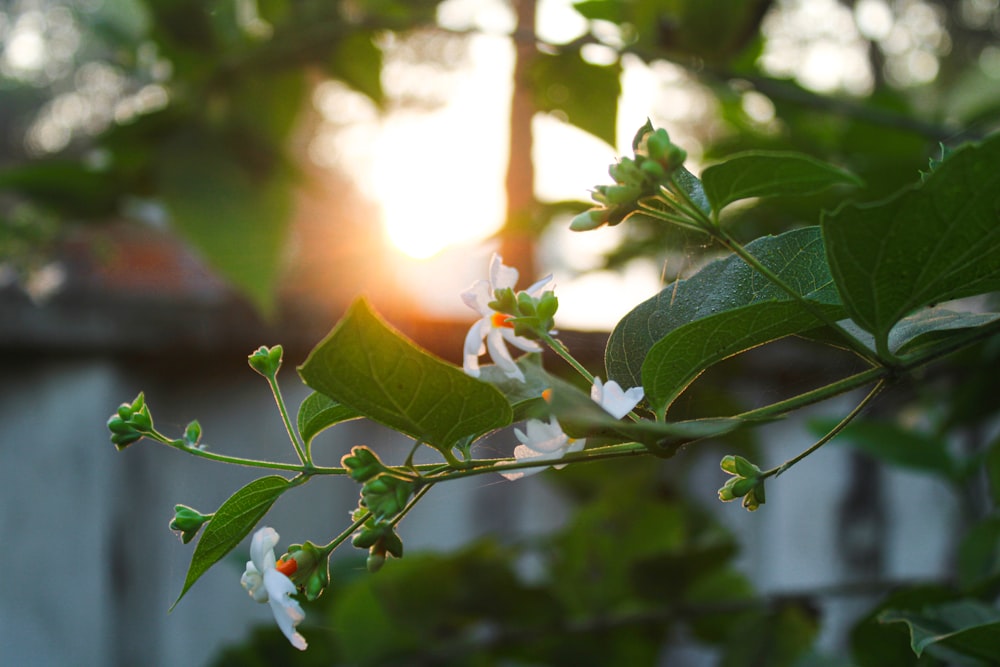 the sun is shining through the leaves of a tree