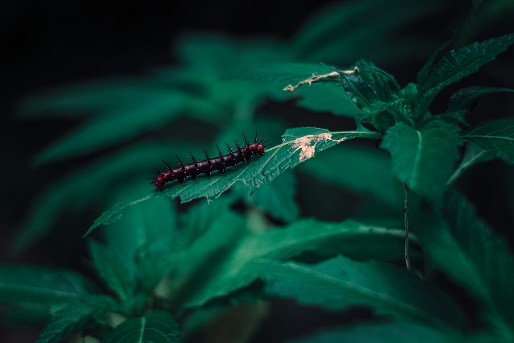 a red and black caterpillar on a green leaf