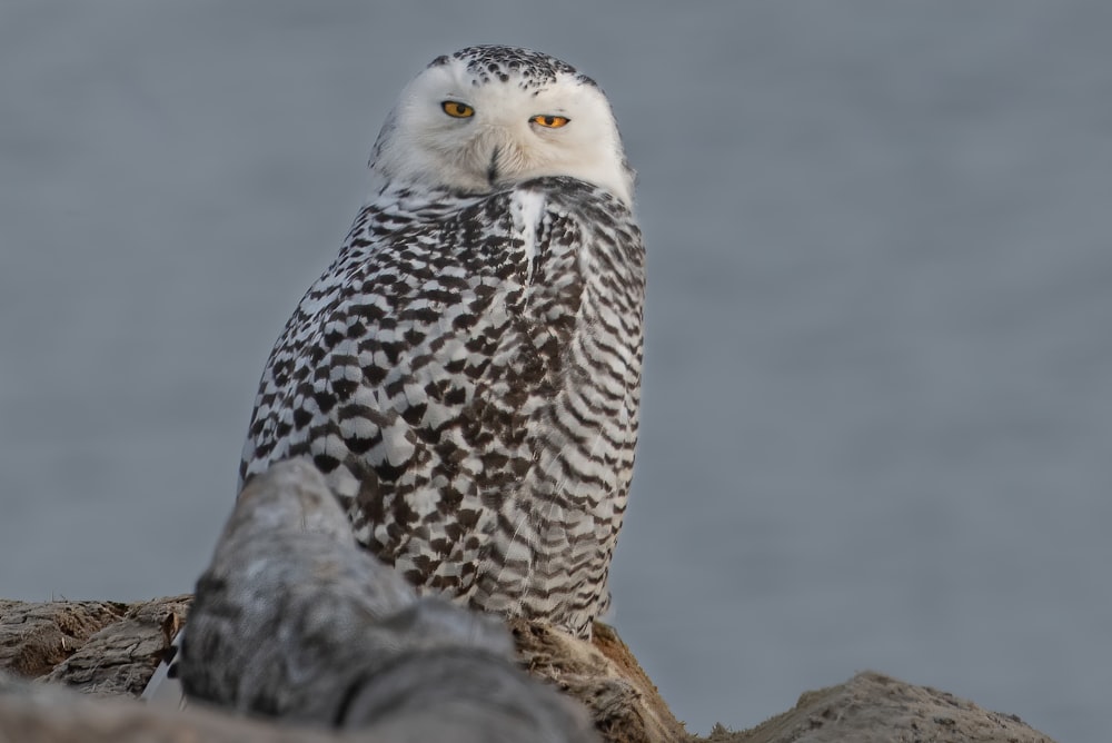 a white and brown owl sitting on top of a rock