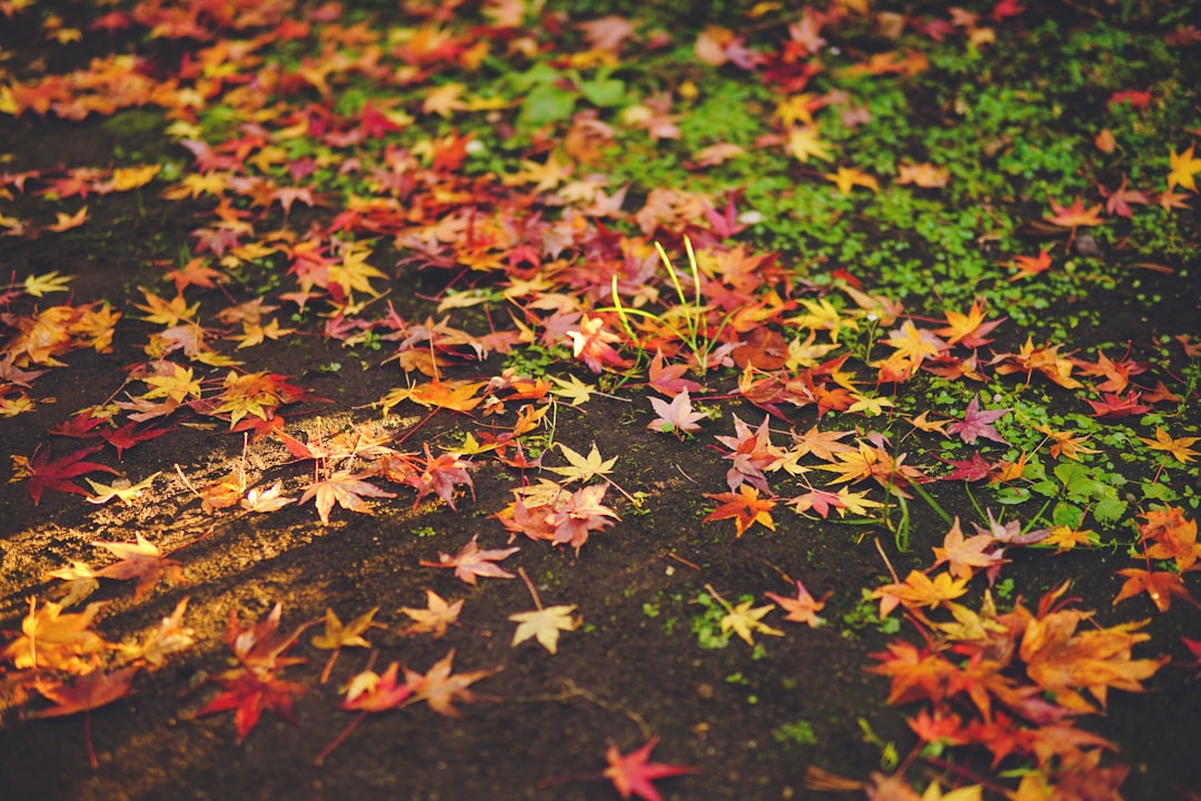 a bunch of leaves that are laying on the ground,