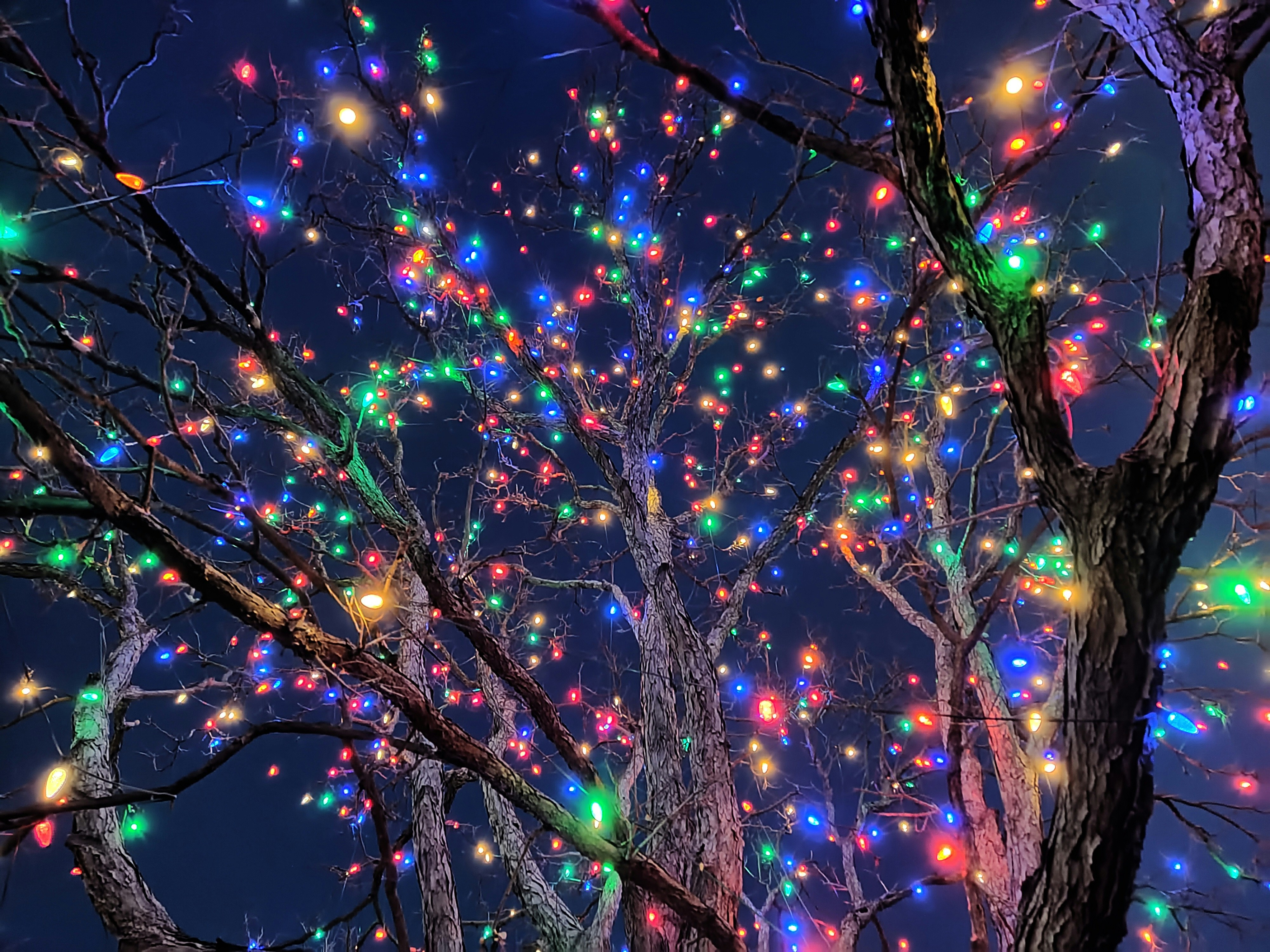 A tree with a lot of lights on it photo – Free Christmas tree Image on ...