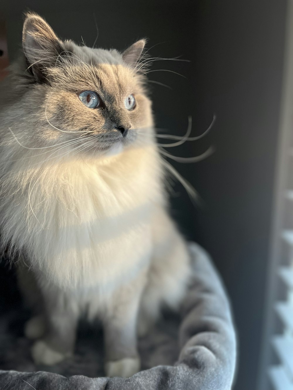 a cat sitting on top of a cat bed