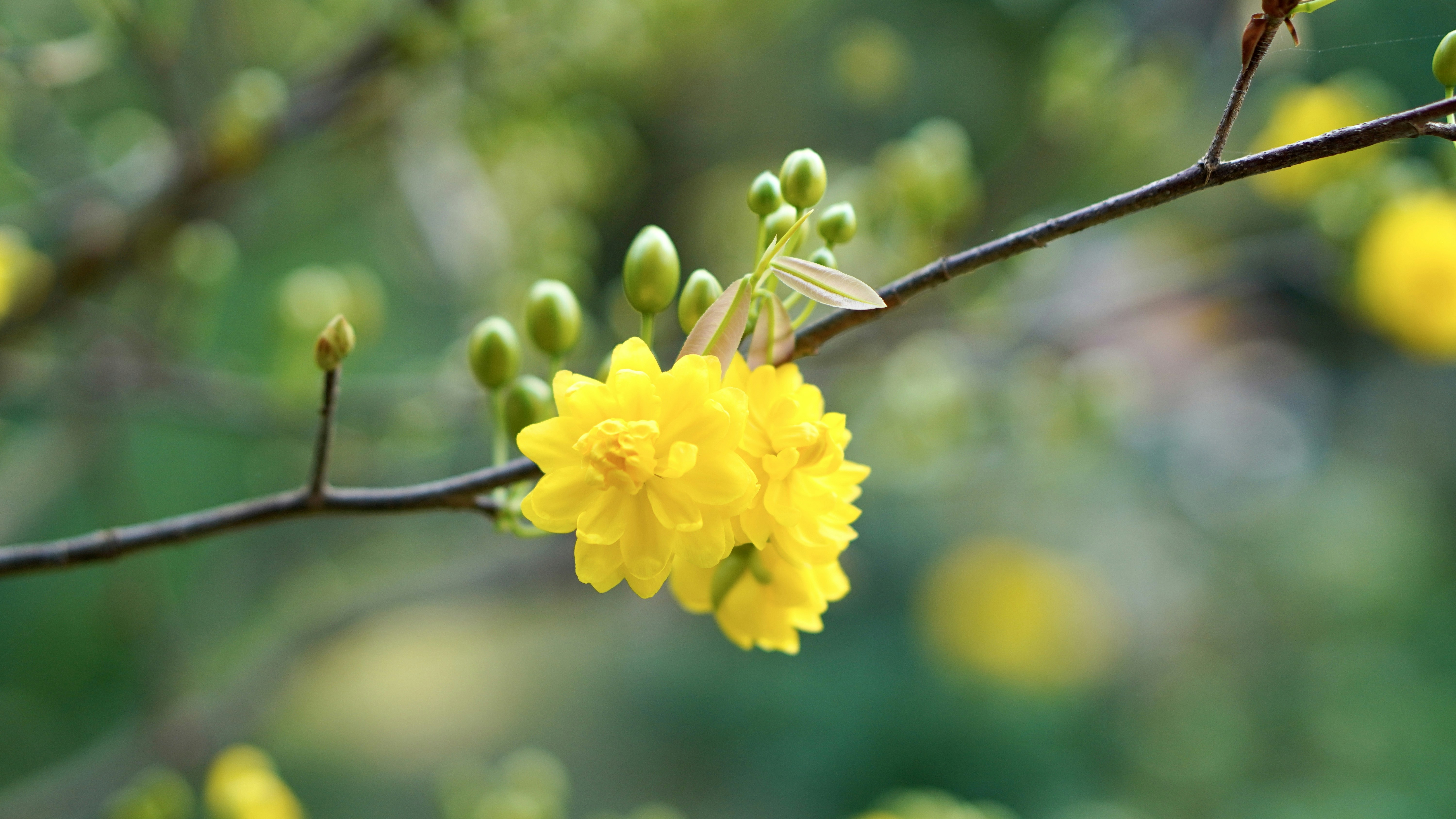 a close up of a yellow flower on a tree branch