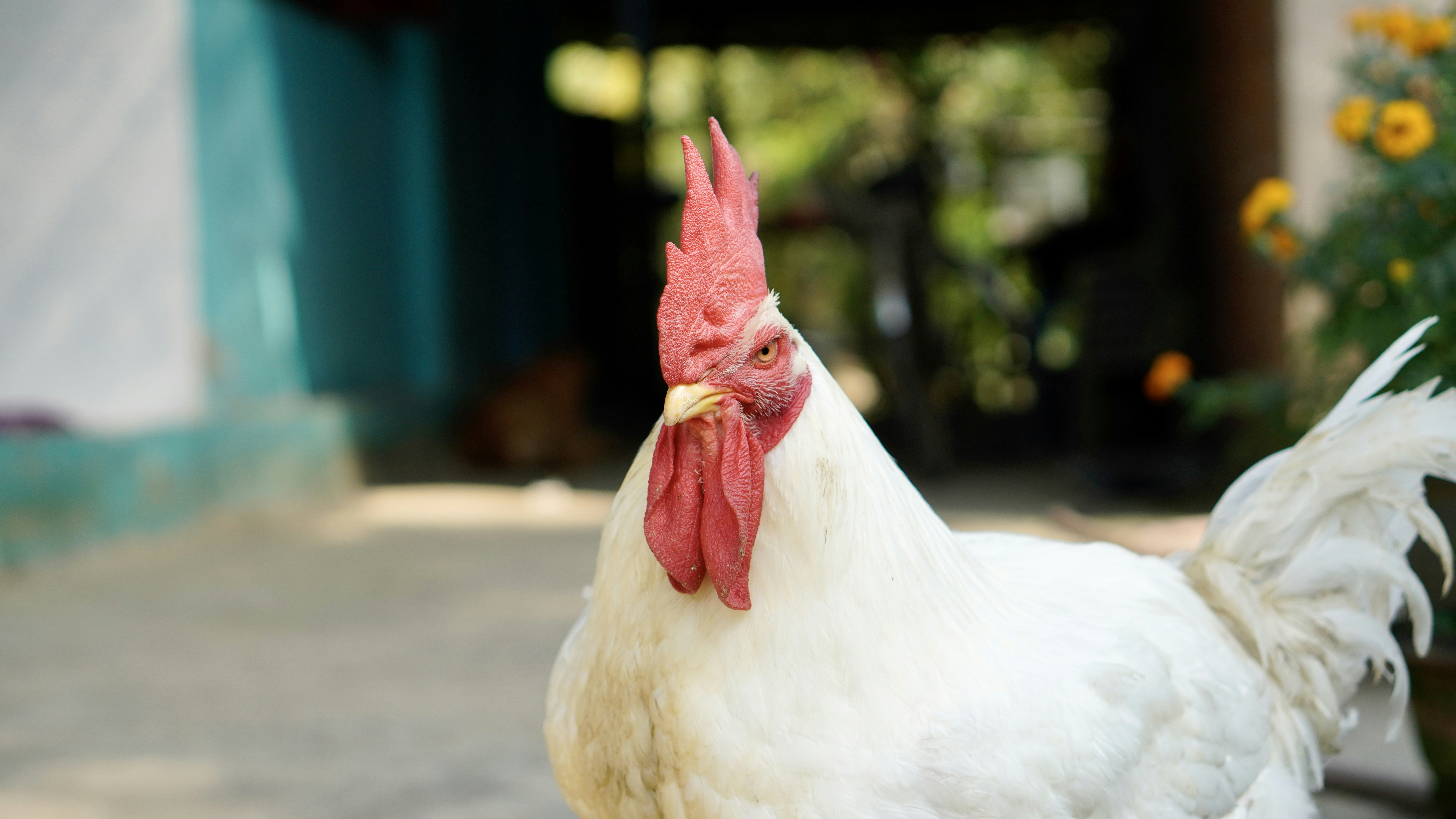 a close up of a rooster near a flower pot