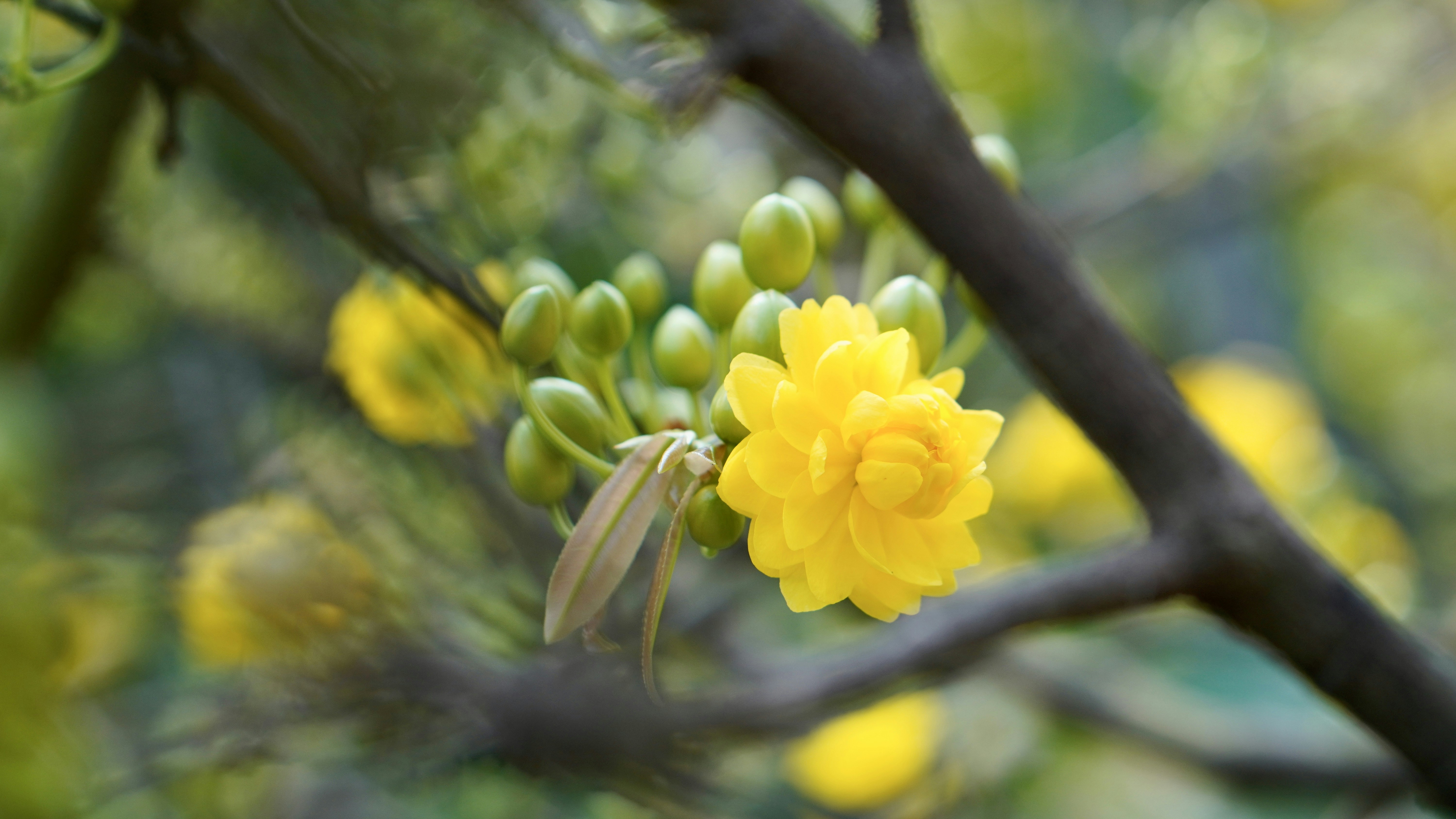 a close up of a yellow flower on a tree