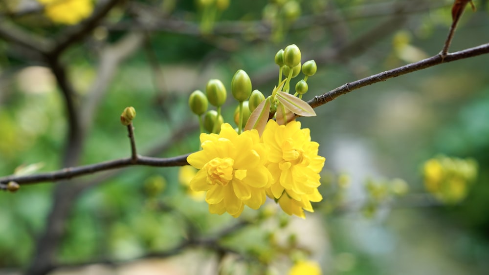 a close up of a yellow flower on a tree