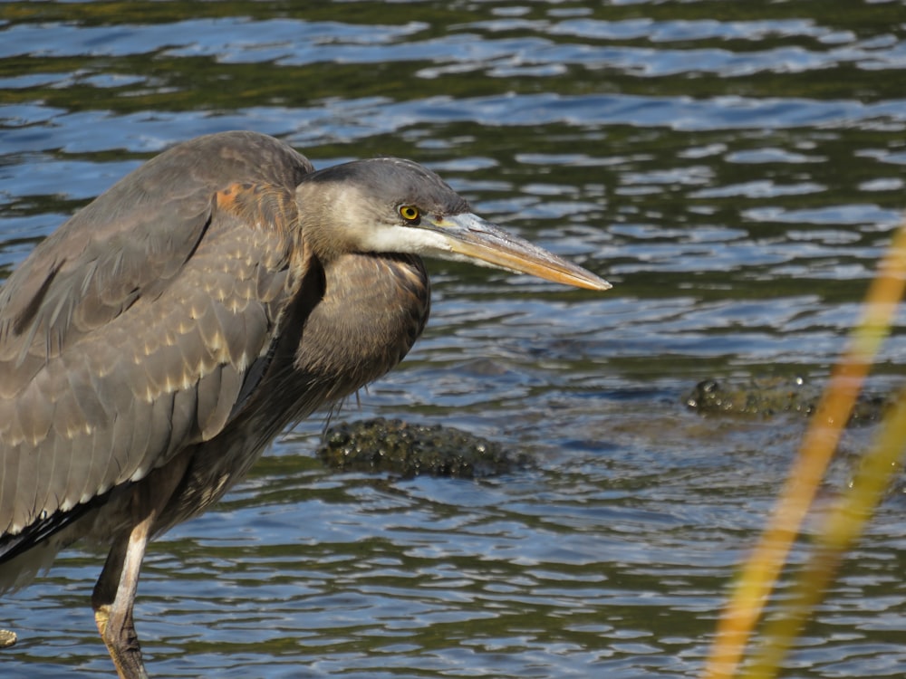 a bird with a long neck standing in the water