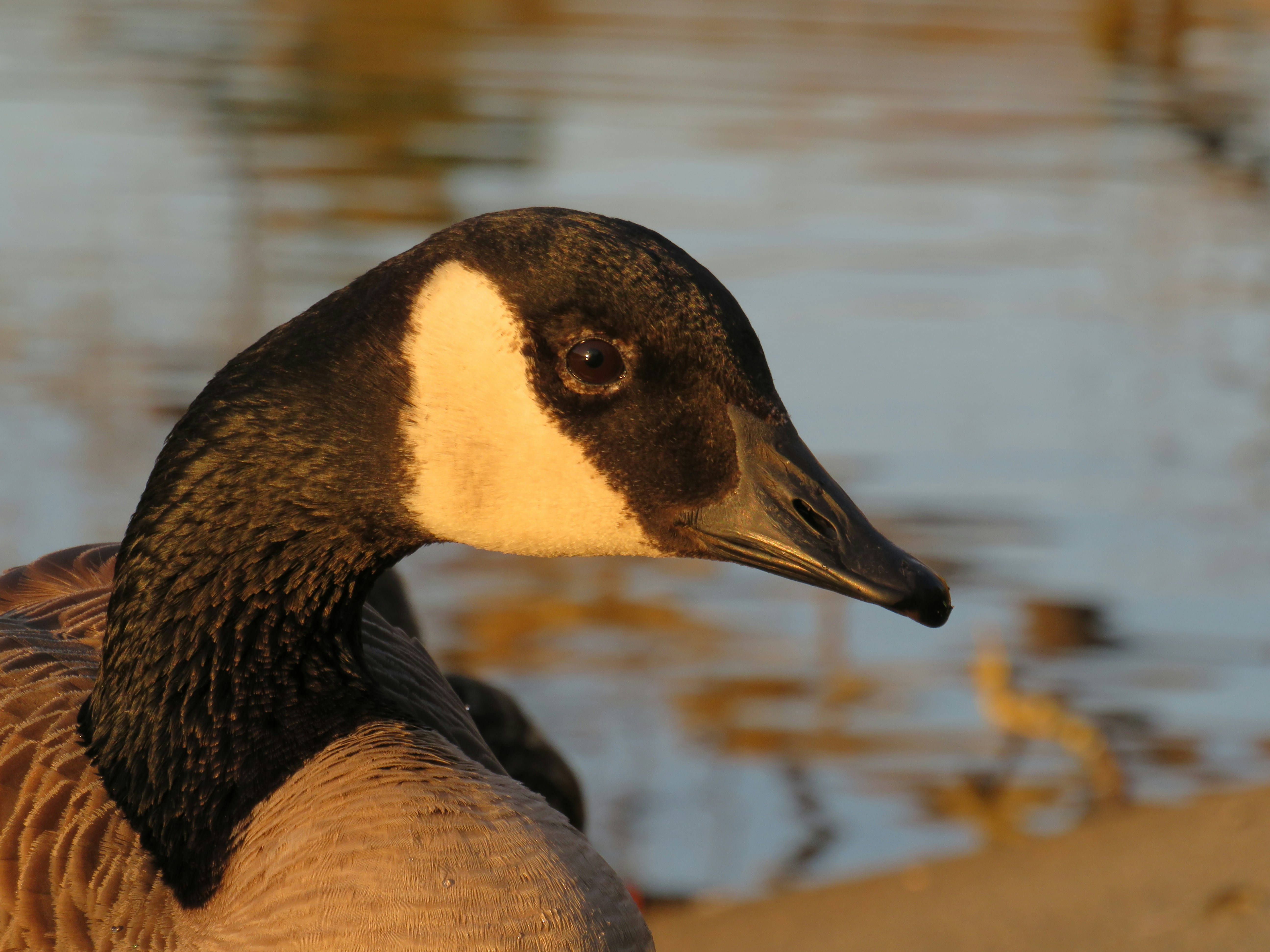 Photo by albertstoynov