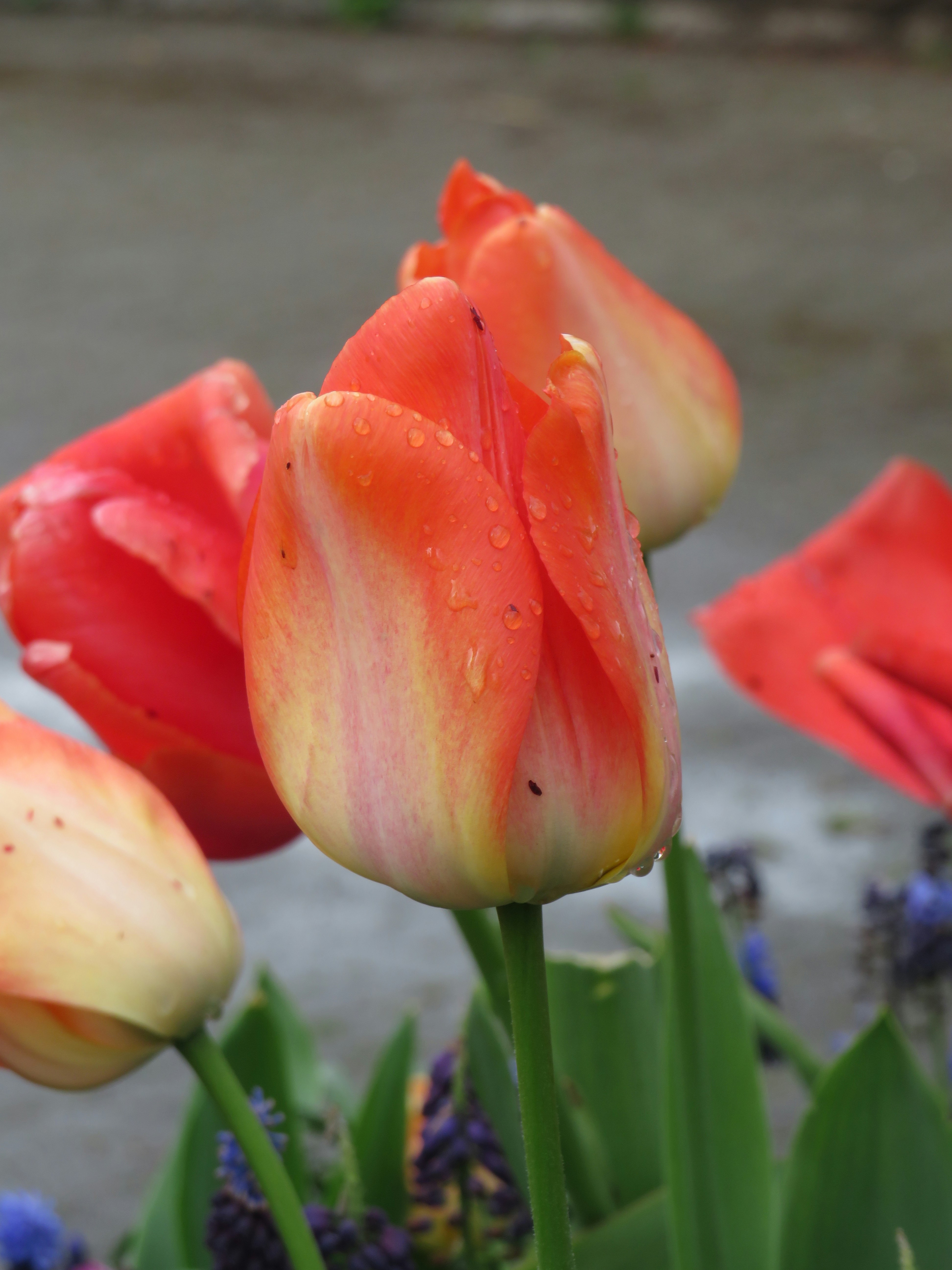 Photo by albertstoynov