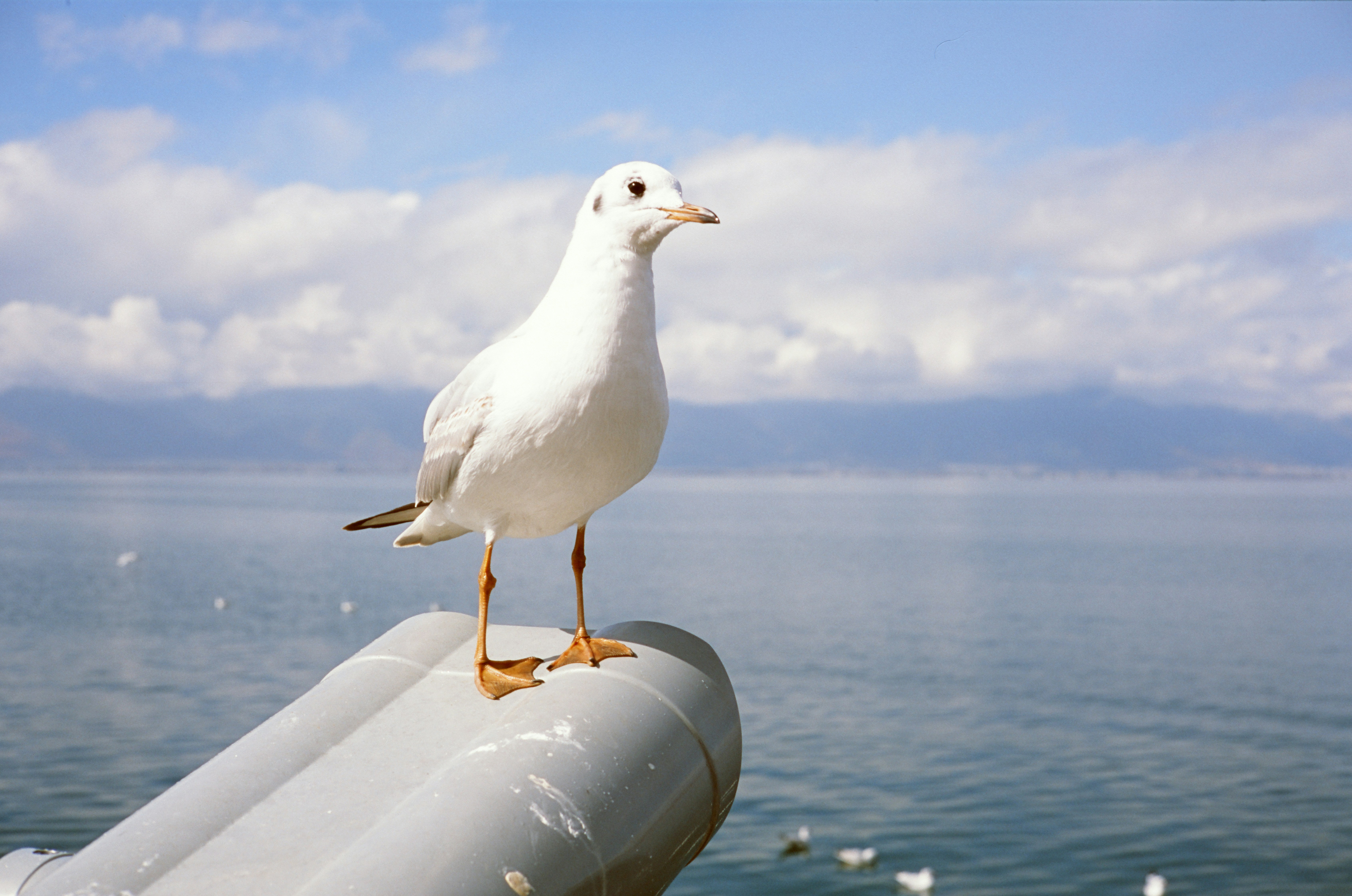 a seagull is standing on the edge of a pipe