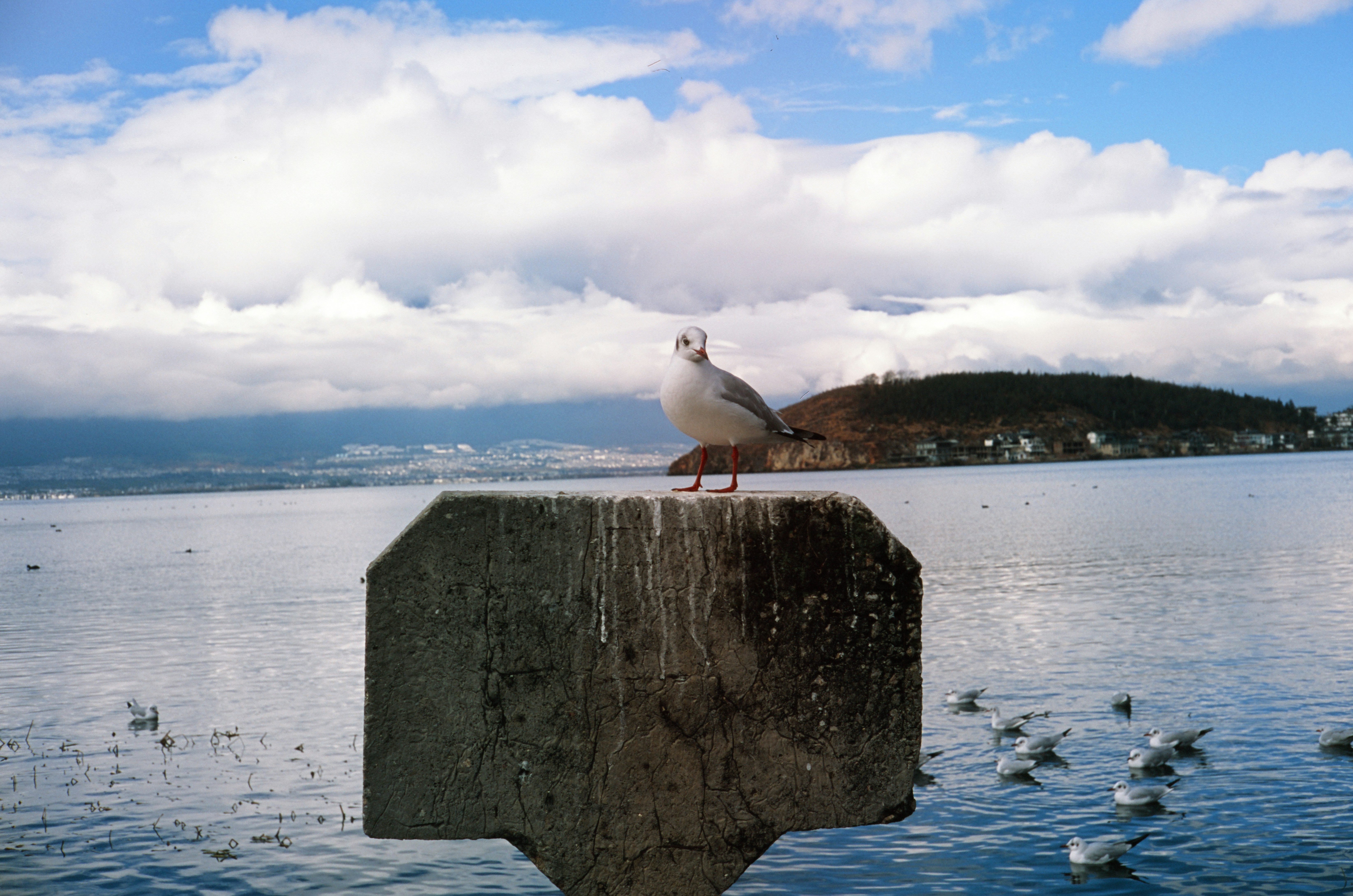 a seagull sitting on a concrete post in front of a body of water