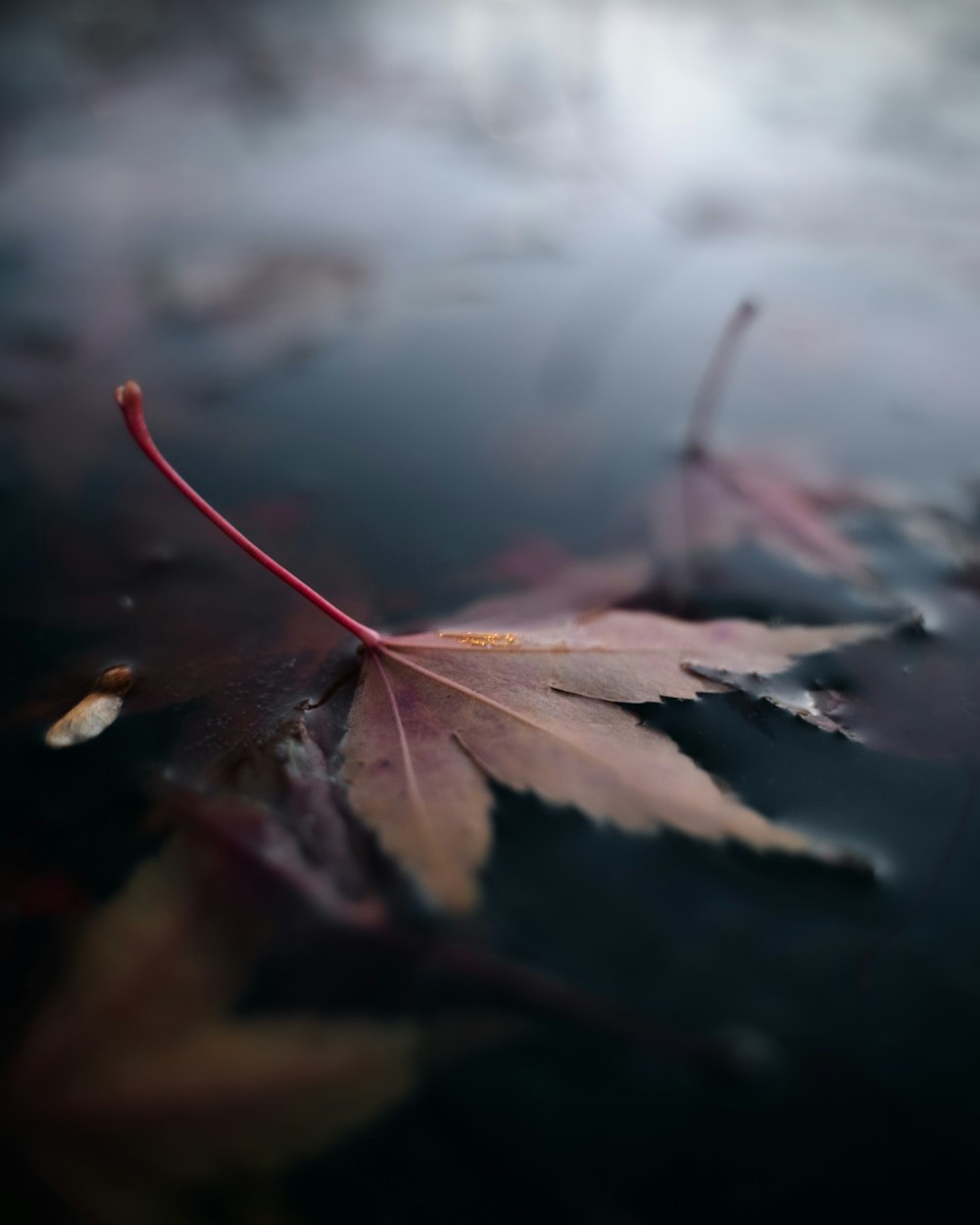 a leaf floating on top of a body of water