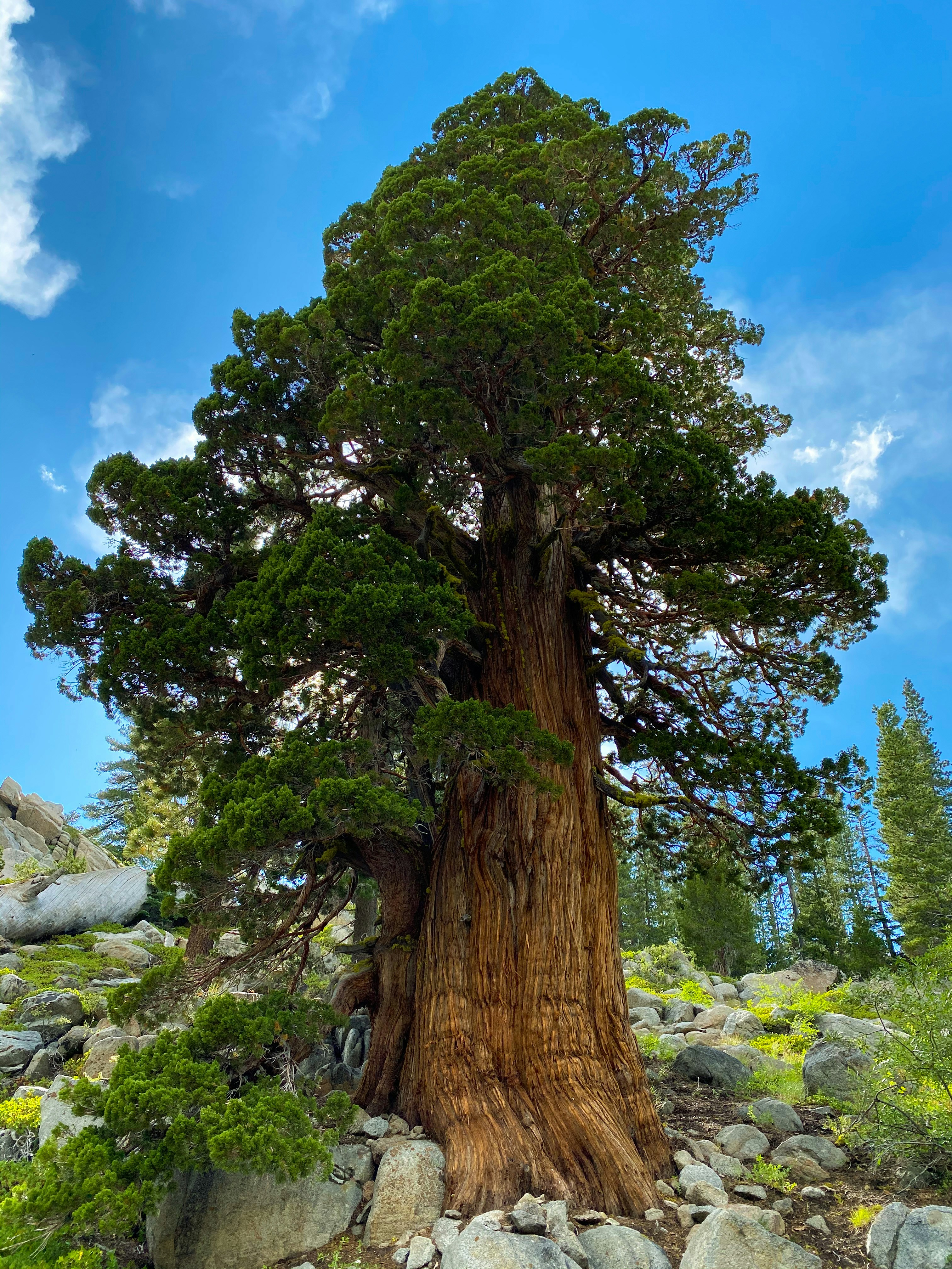 Un gran árbol sentado en la cima de una ladera rocosa